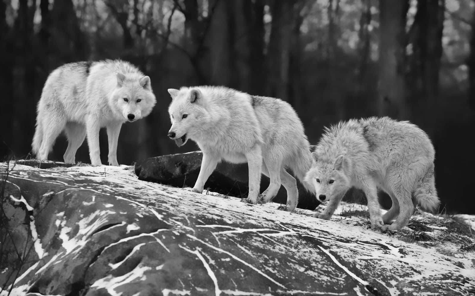 Majestic Black And White Animal In The Wild Wallpaper