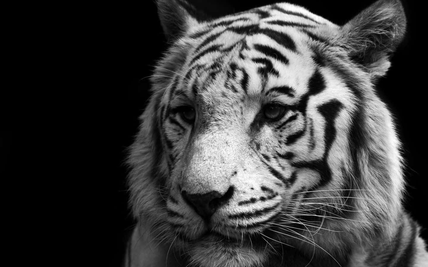 Majestic Black And White Animal Portrait Wallpaper