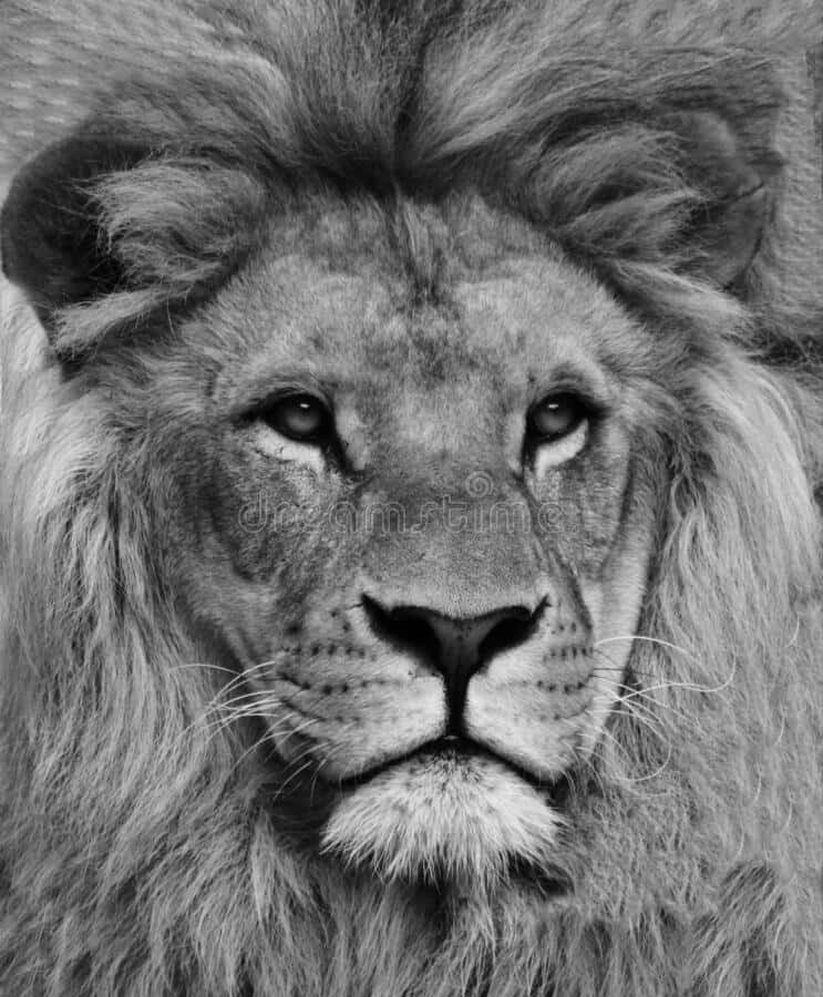 Majestic Black And White Lion Wallpaper