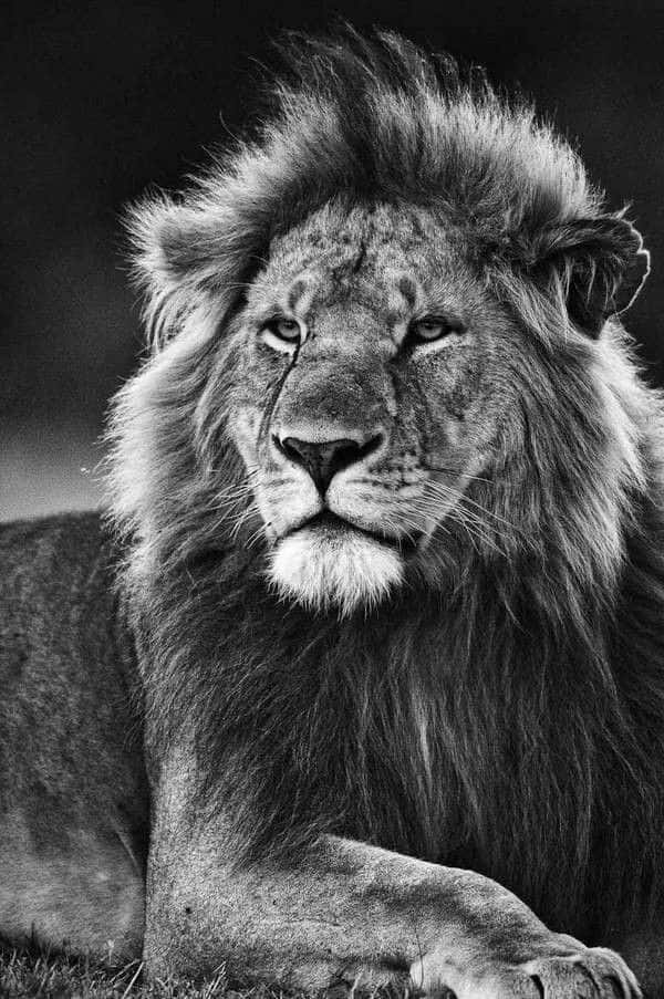 Majestic Black And White Lion Wallpaper