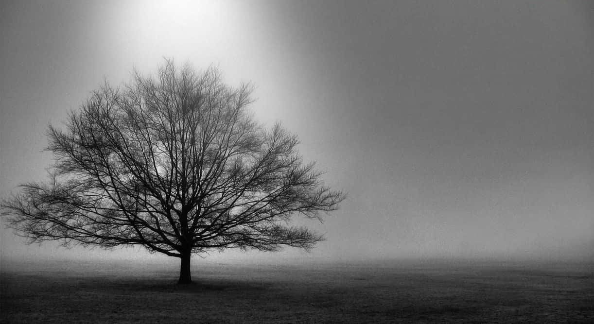 Majestic Black And White Tree Wallpaper