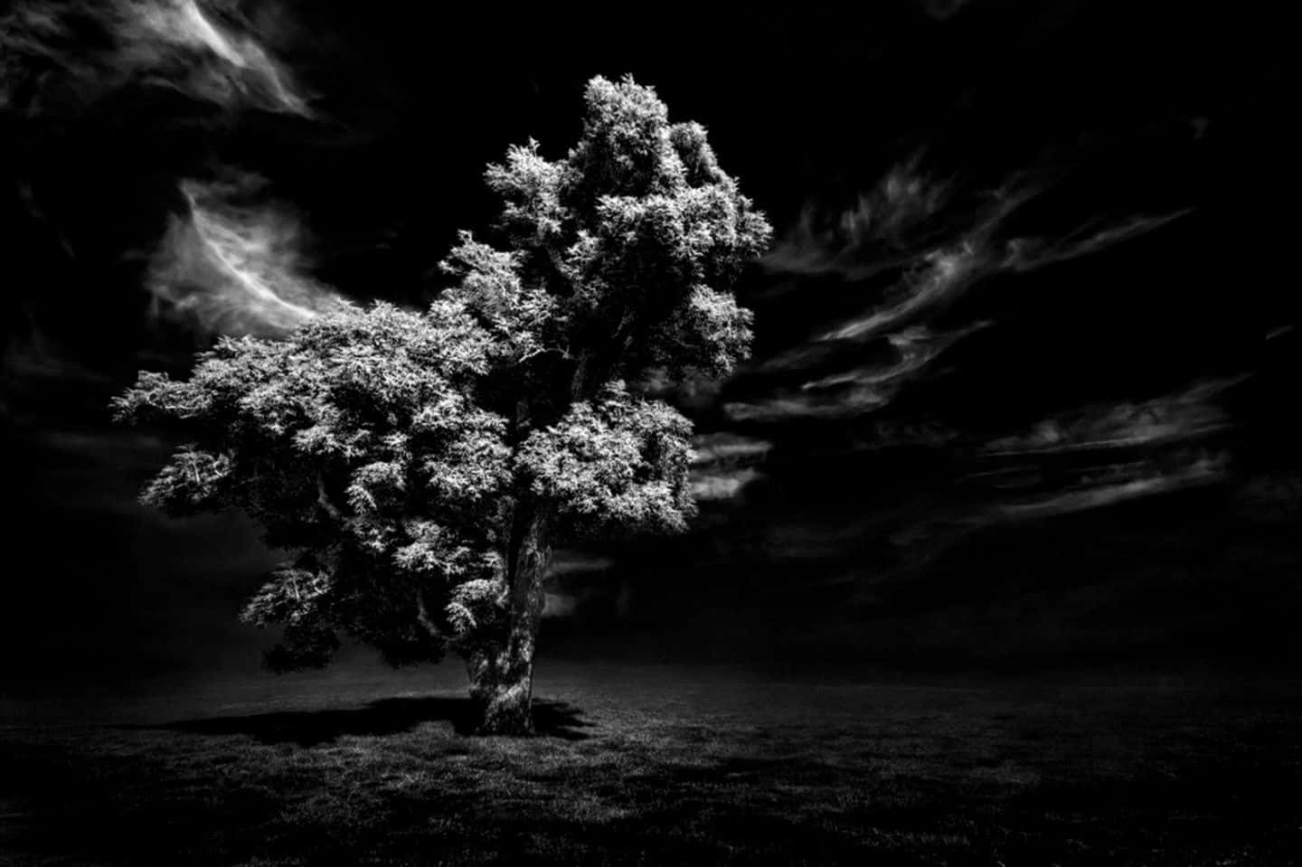 Majestic Black And White Tree In A Serene Landscape Wallpaper