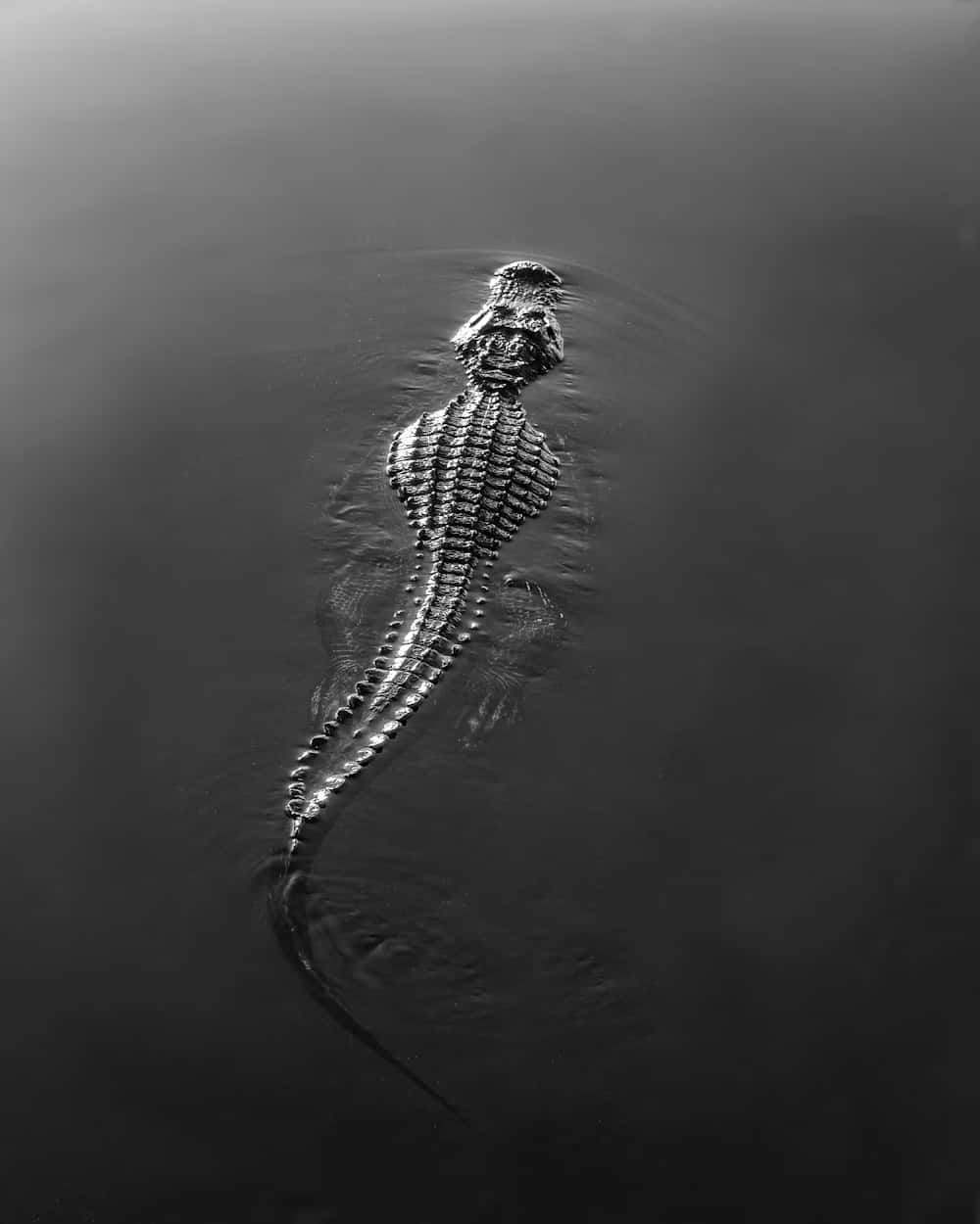 Majestic Black Crocodile Swimming Wallpaper