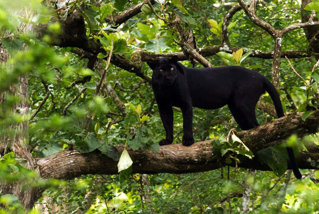 Majestic Black Leopard In Its Natural Habitat Wallpaper