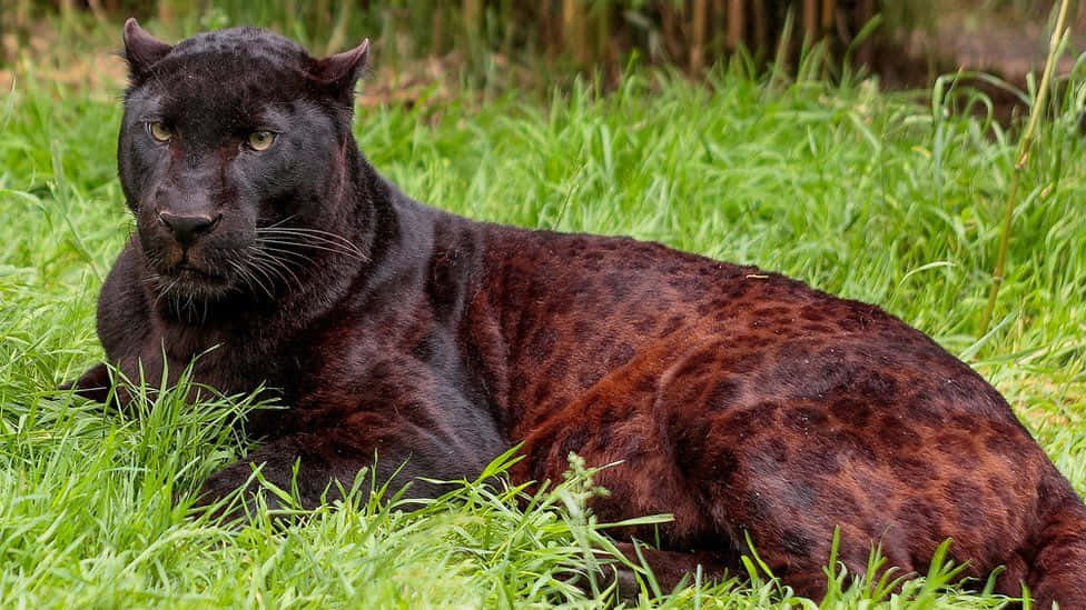 Majestic Black Leopard Wallpaper