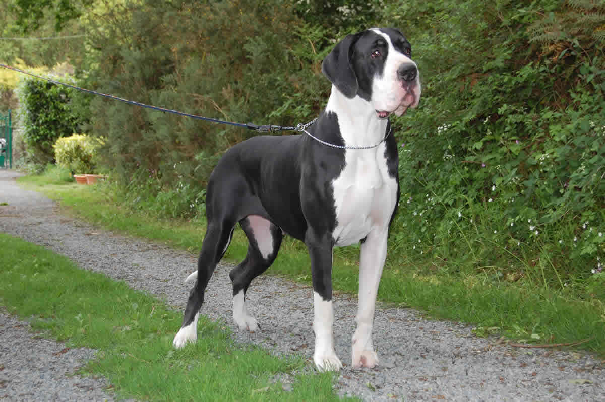 Majestic Blackand White Great Dane Standing Wallpaper