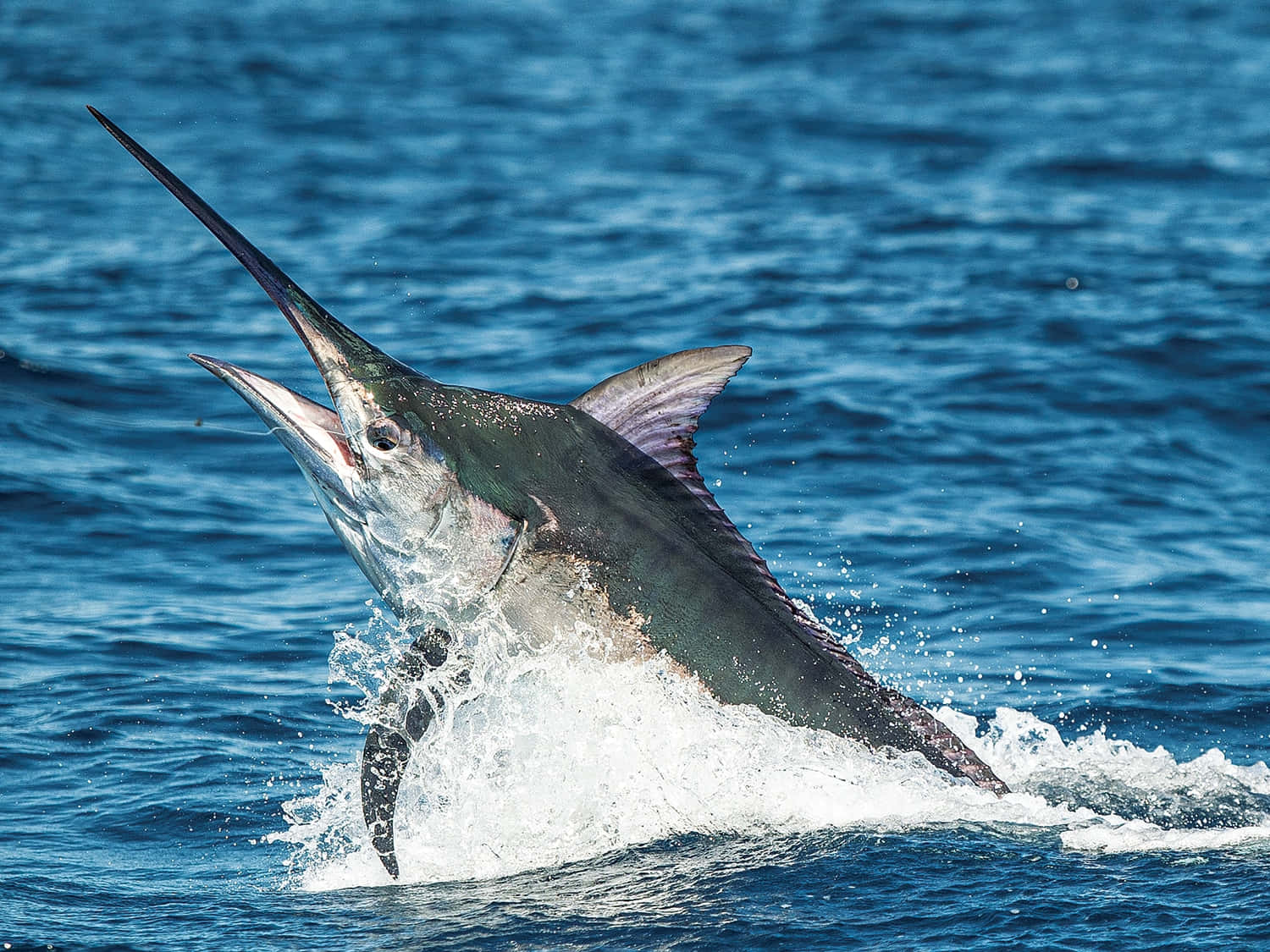 Majestic Blue Marlin Leaping Above Ocean Surface Wallpaper