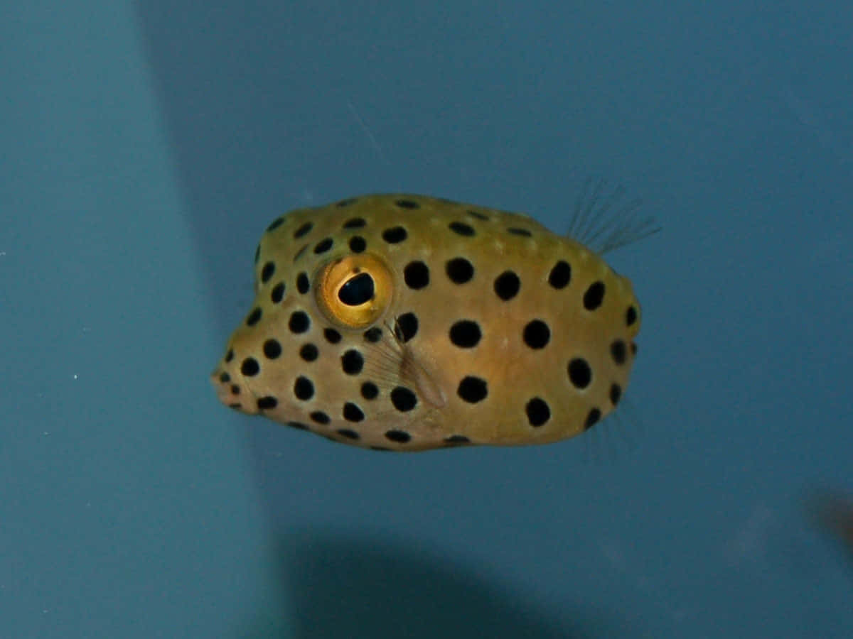 Majestic Boxfish In Deep-sea Habitat Wallpaper