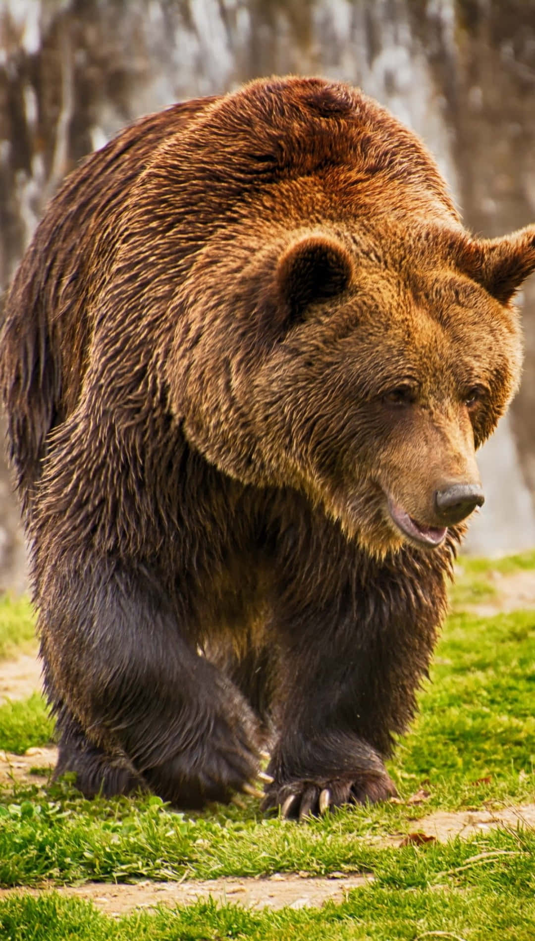 Majestic Brown Bear Walking Wallpaper