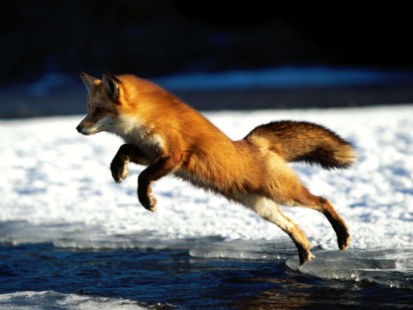 Majestic Brown Fox In Nature Wallpaper