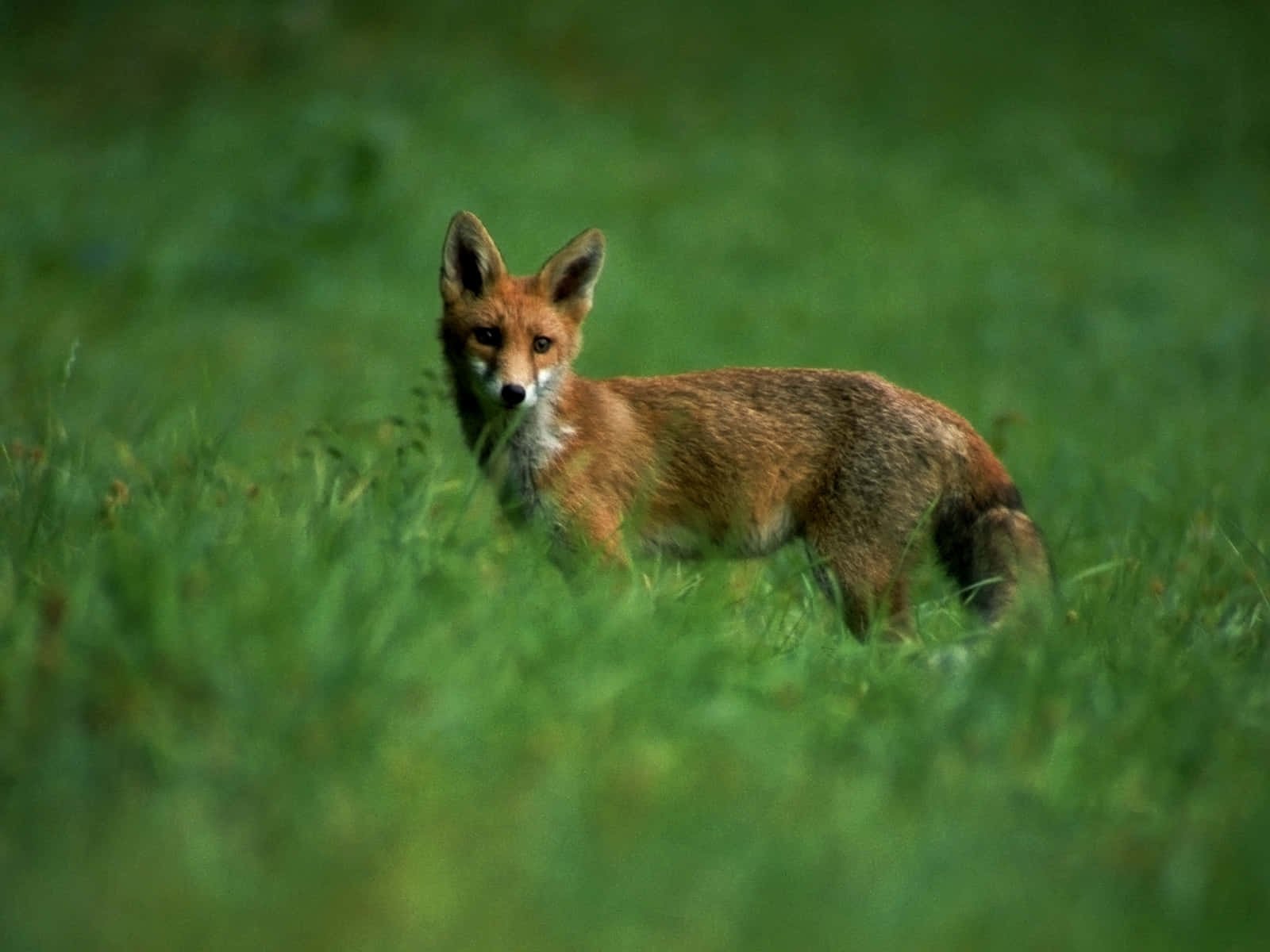 Majestic Brown Fox In Nature Wallpaper