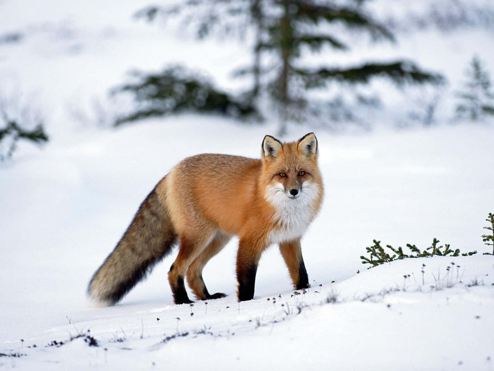 Majestic Brown Fox In The Wild Wallpaper