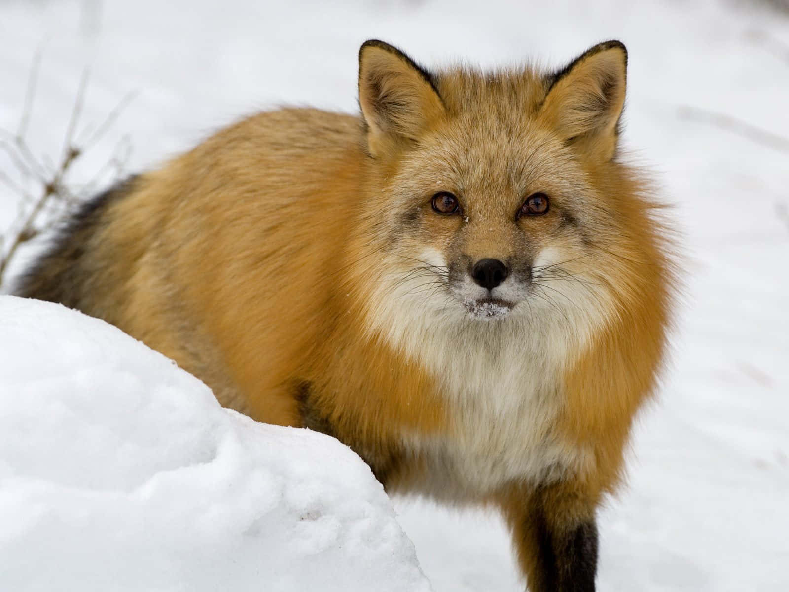 Majestic Brown Fox In The Wild Wallpaper