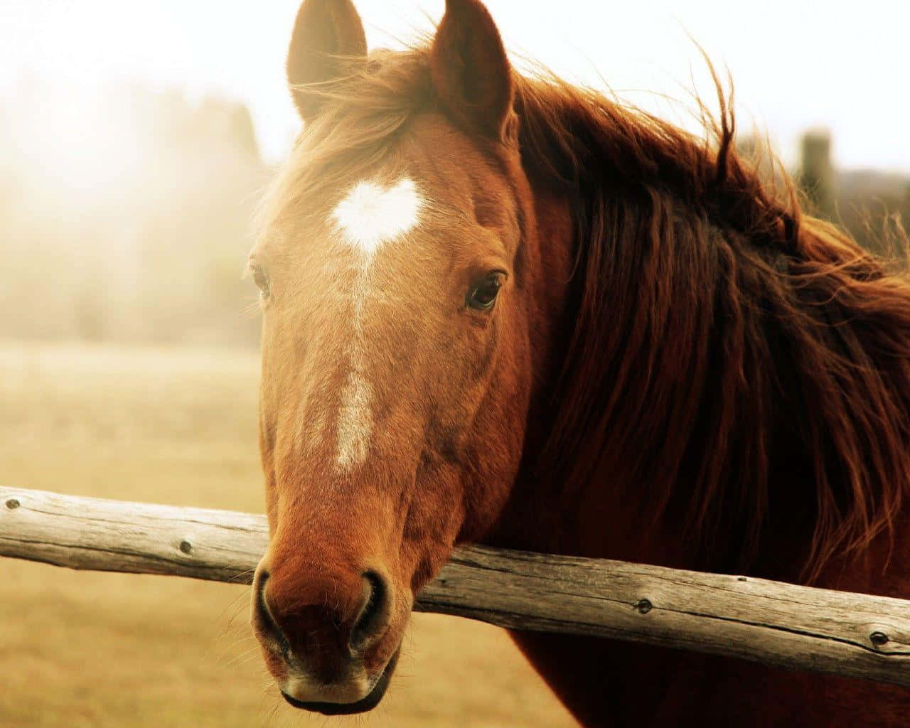 Majestic Brown Horse Galloping Wallpaper