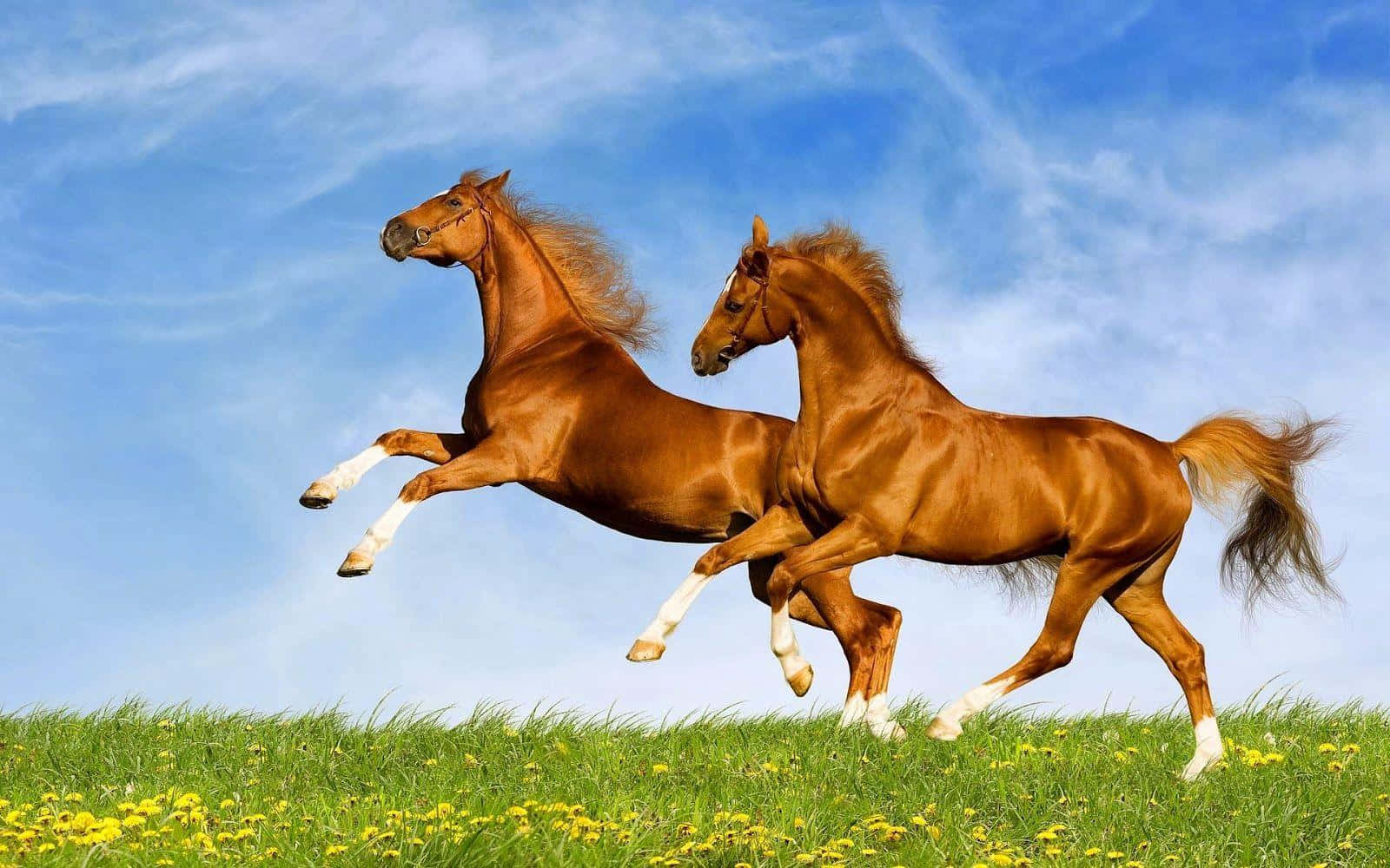 Majestic Brown Horse Galloping In Nature Wallpaper