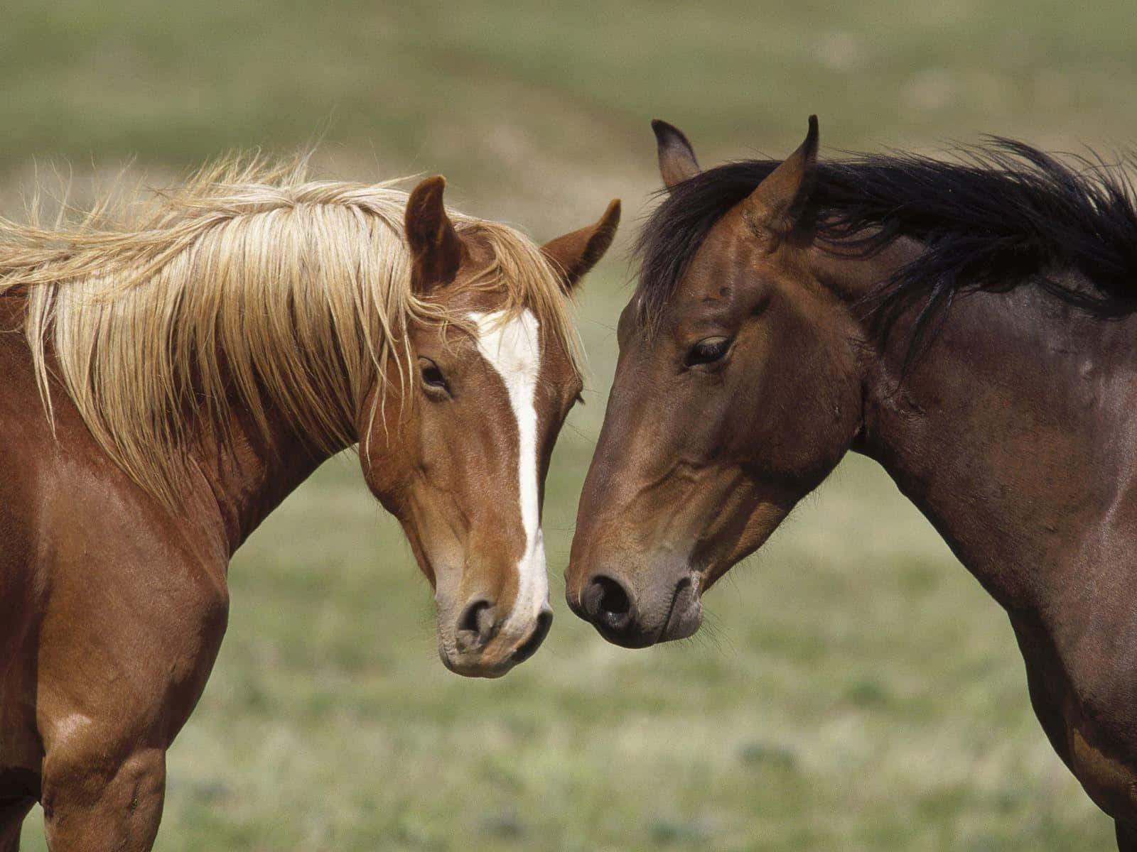 Majestic Brown Horse Galloping In Nature Wallpaper