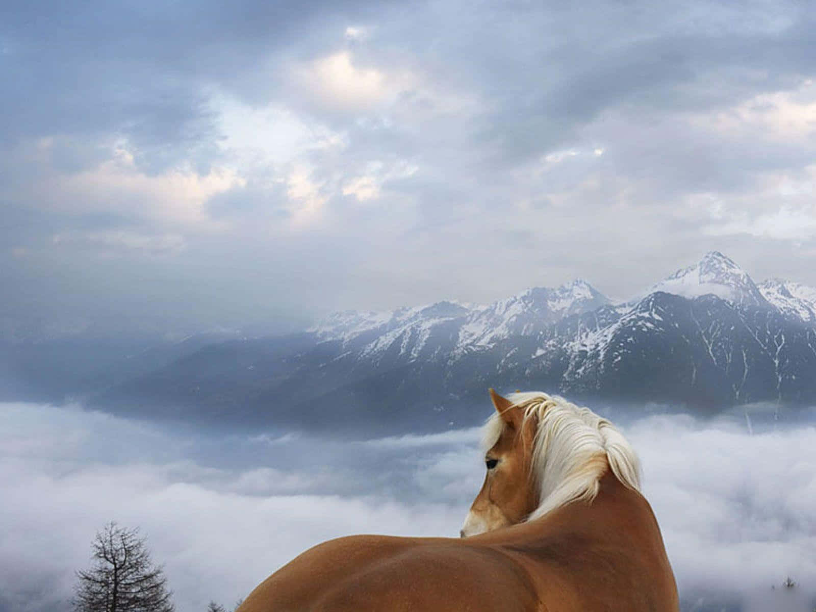 Majestic Brown Horse Galloping In The Field Wallpaper