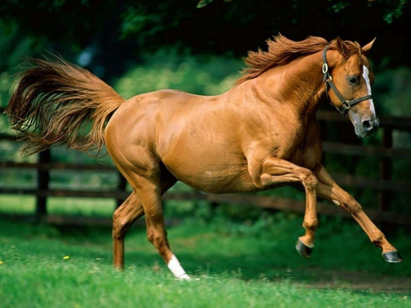 Majestic Brown Horse In Nature Wallpaper