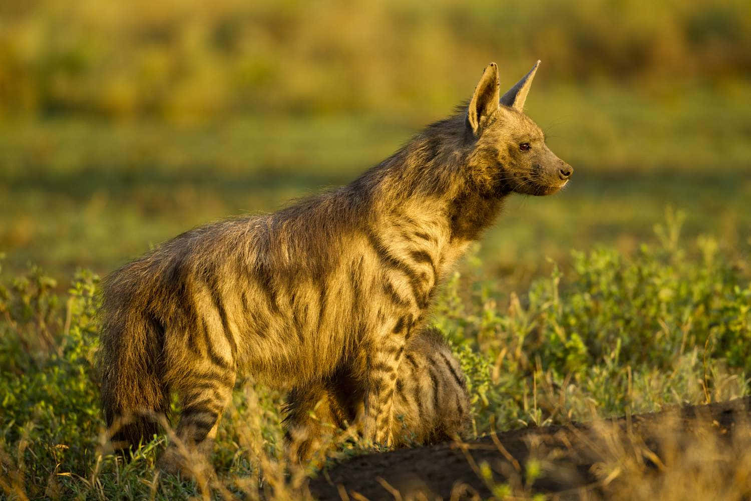 Majestic Brown Hyena In Its Natural Habitat Wallpaper