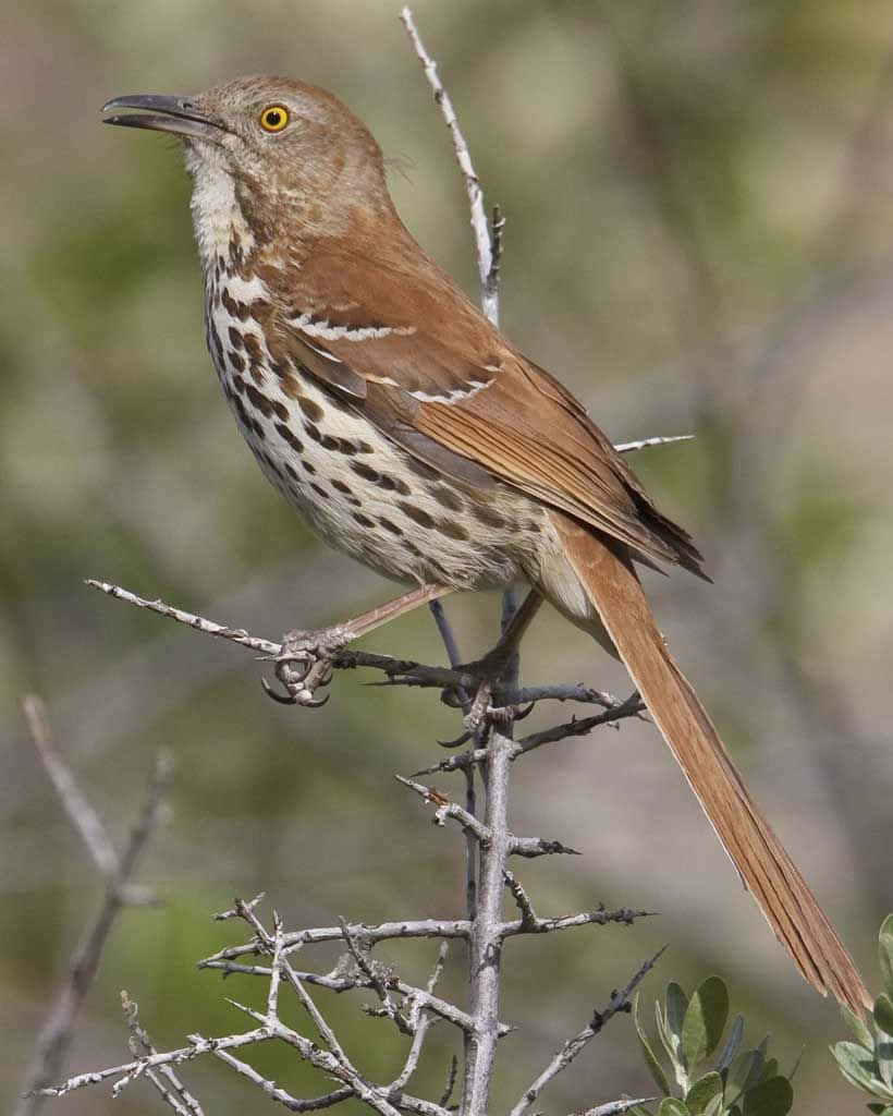 Majestic Brown Thrasher On A Branch Wallpaper