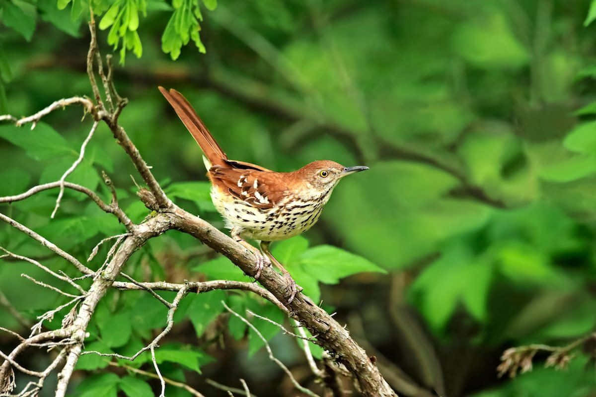 Majestic Brown Thrasher Perched On A Branch Wallpaper