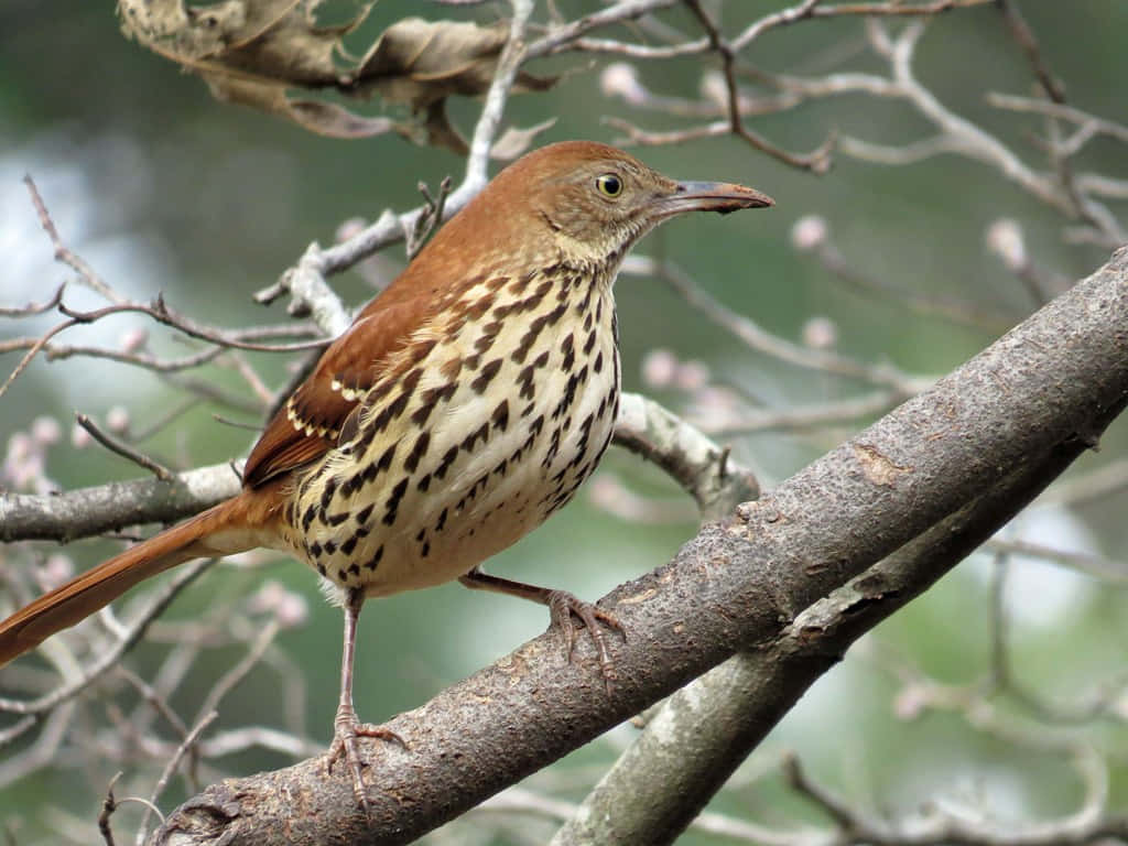 Majestic Brown Thrasher Perched On A Branch Wallpaper