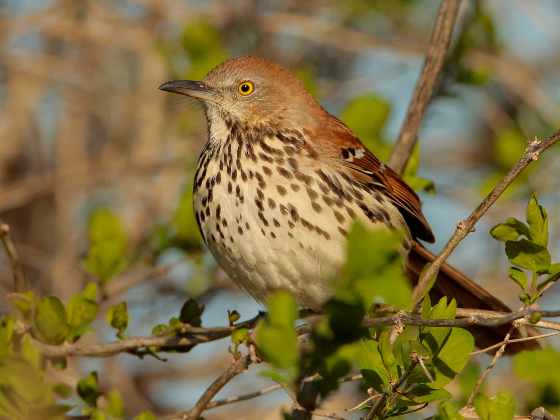 Majestic Brown Thrasher Perched On A Branch Wallpaper