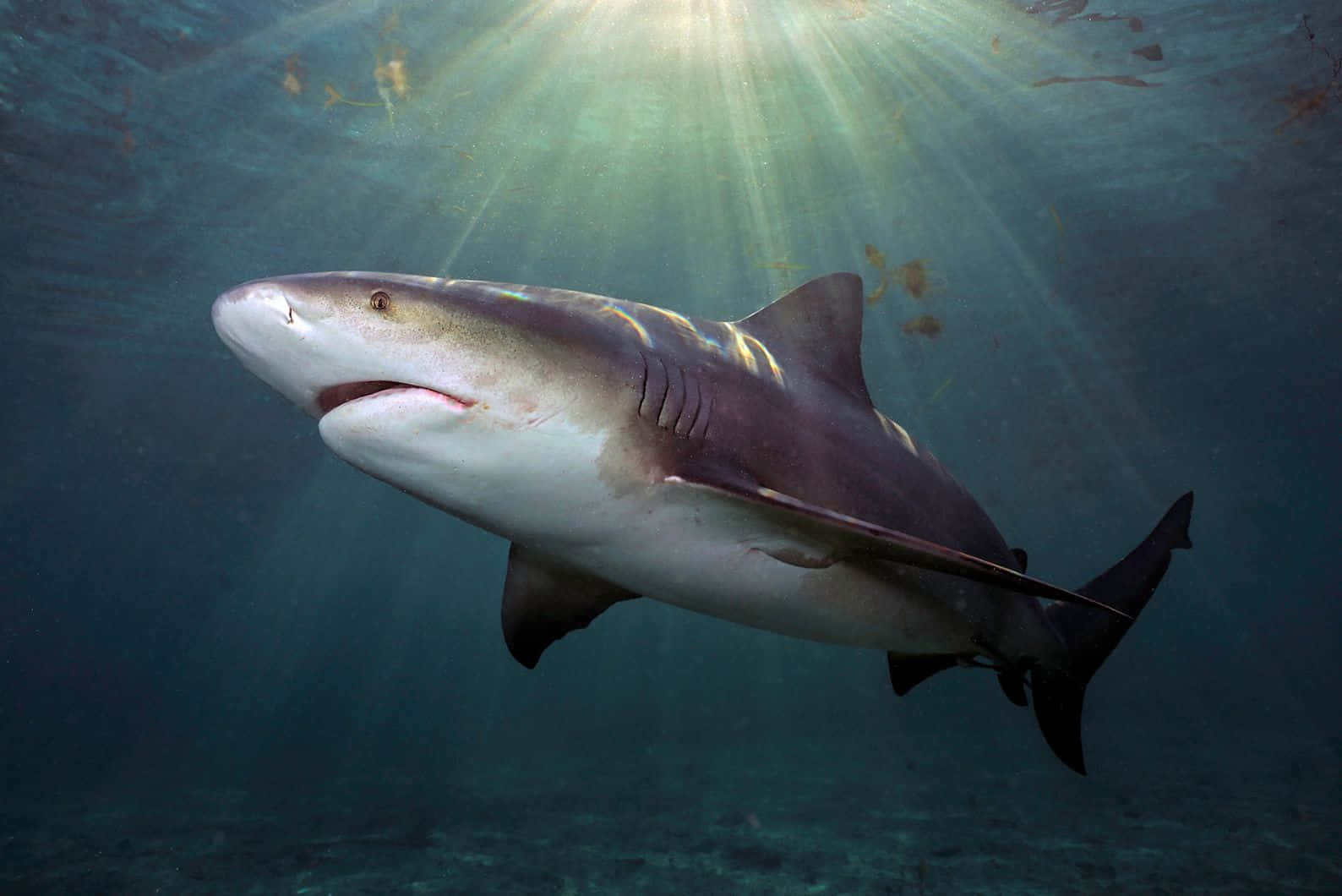 Majestic_ Bull_ Shark_ Underwater Wallpaper