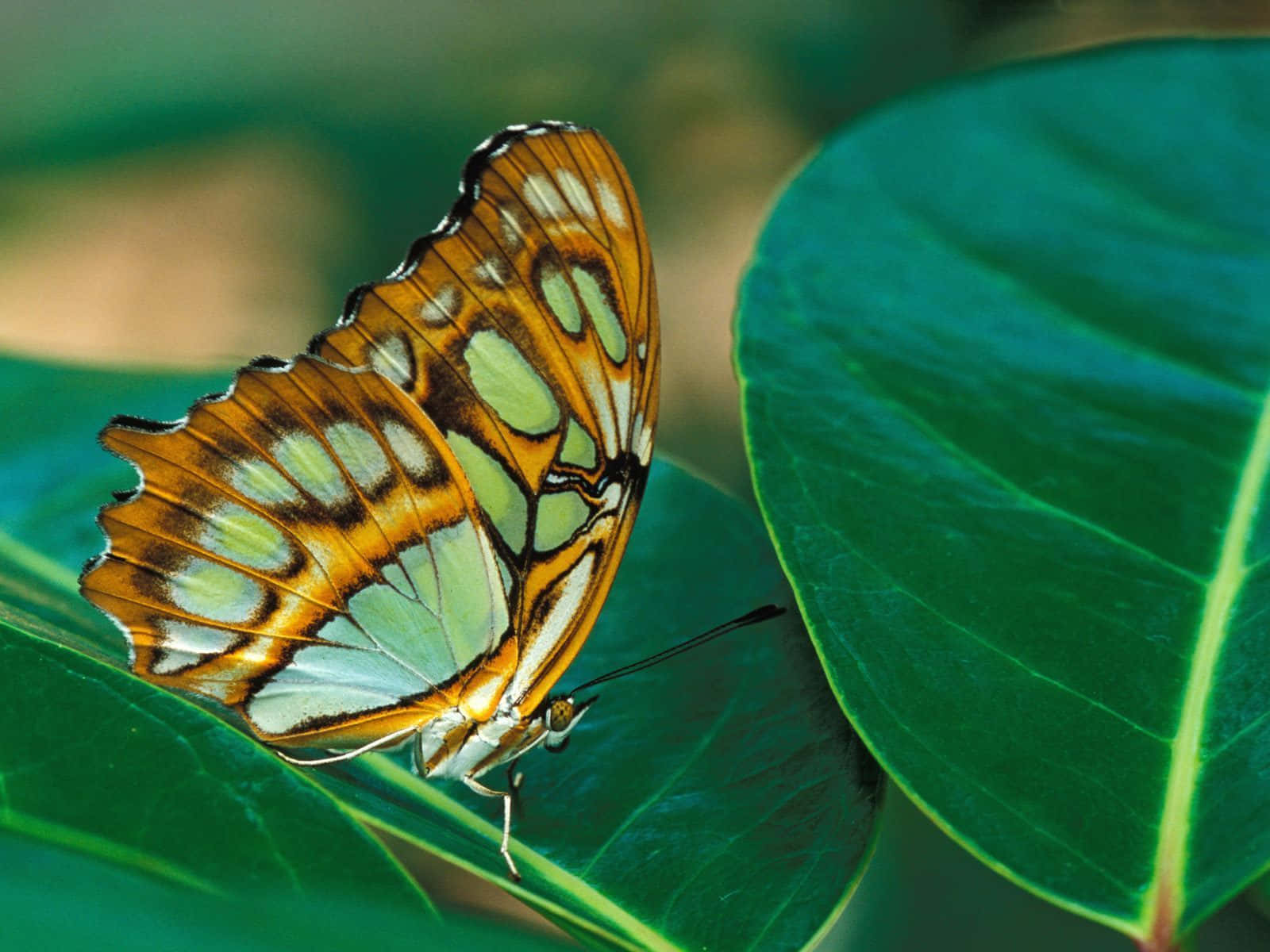 Majestic Butterfly Perched On A Brightly Colored Flower Wallpaper