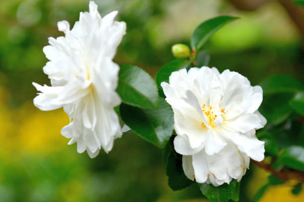 Majestic Camellia Sasanqua Blossom Wallpaper