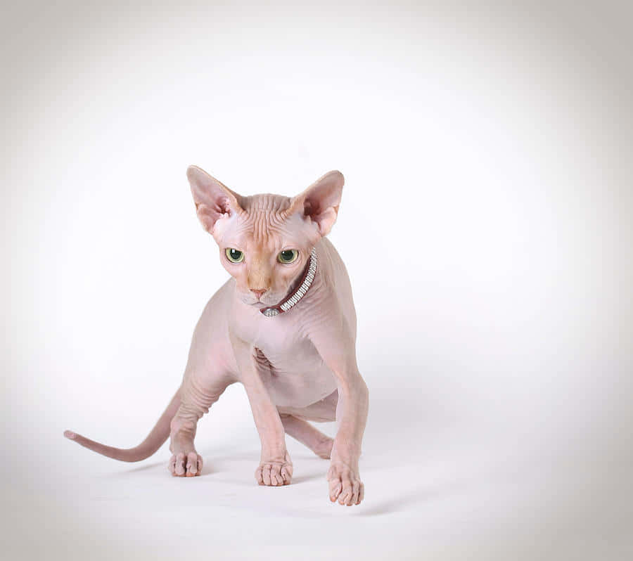 Majestic Canadian Sphynx Cat Wallpaper