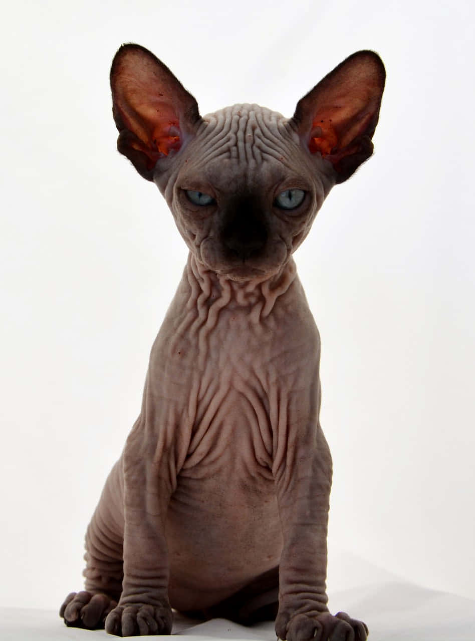 Majestic Canadian Sphynx Cat In An Elegant Stance Wallpaper