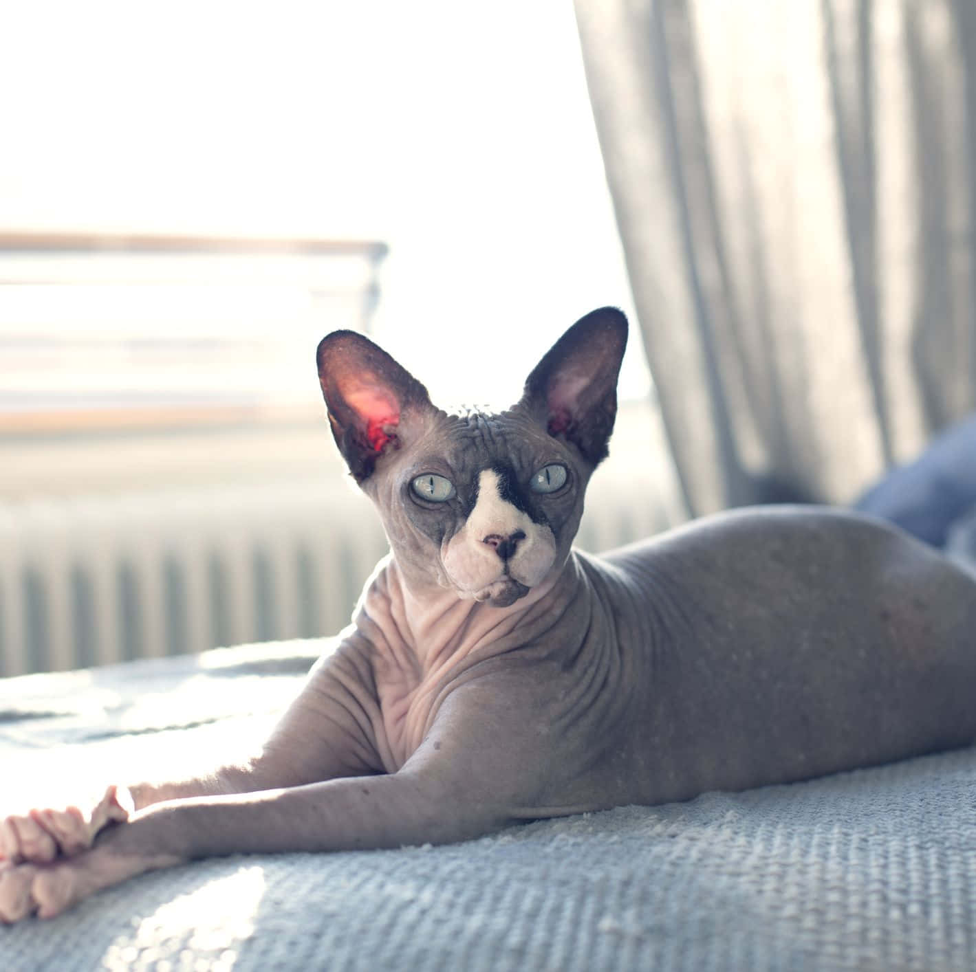 Majestic Canadian Sphynx Cat Posing For The Camera Wallpaper