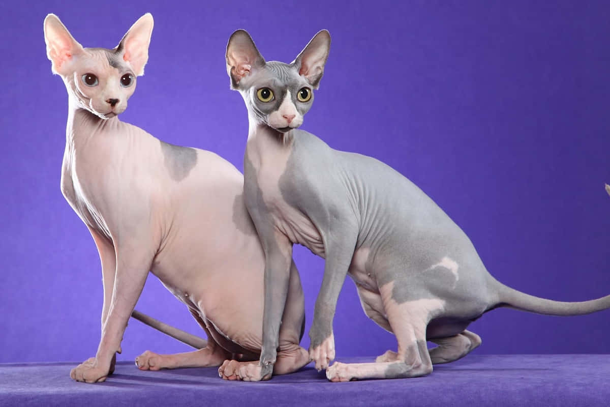 Majestic Canadian Sphynx Cat Posing On A Wooden Surface Wallpaper