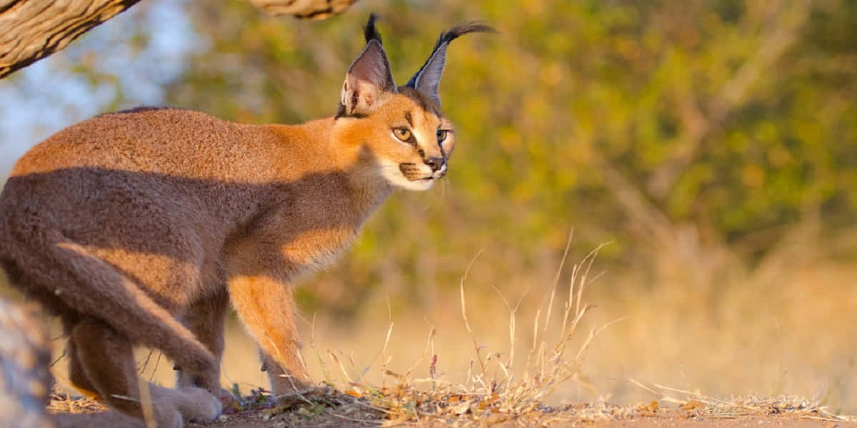 Majestic Caracal In The Wild Wallpaper