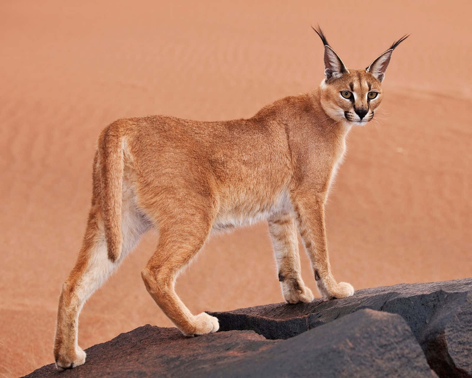 Majestic Caracal In The Wilderness Wallpaper