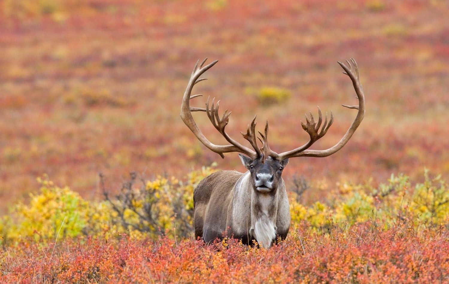 Majestic Caribouin Autumn Tundra Wallpaper