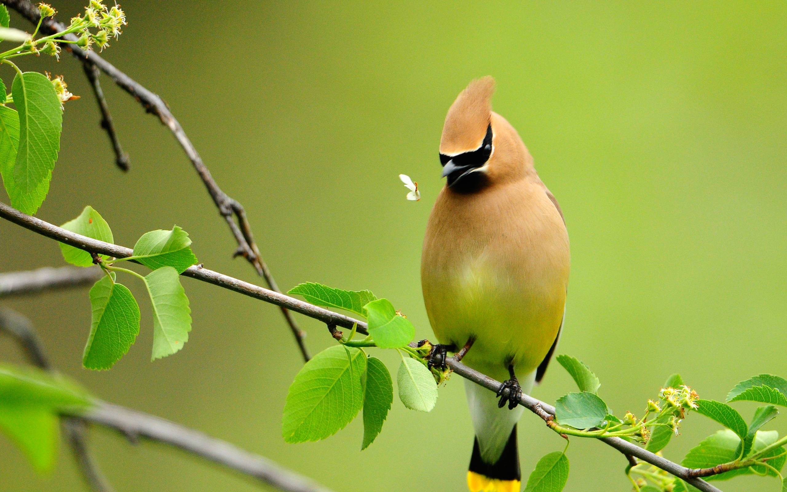 Majestic Cedar Waxwing In Hd Resolution Wallpaper