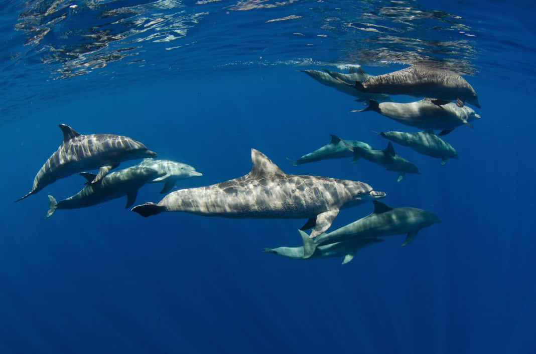 Majestic Cetacean Gliding Through Azure Seas Wallpaper