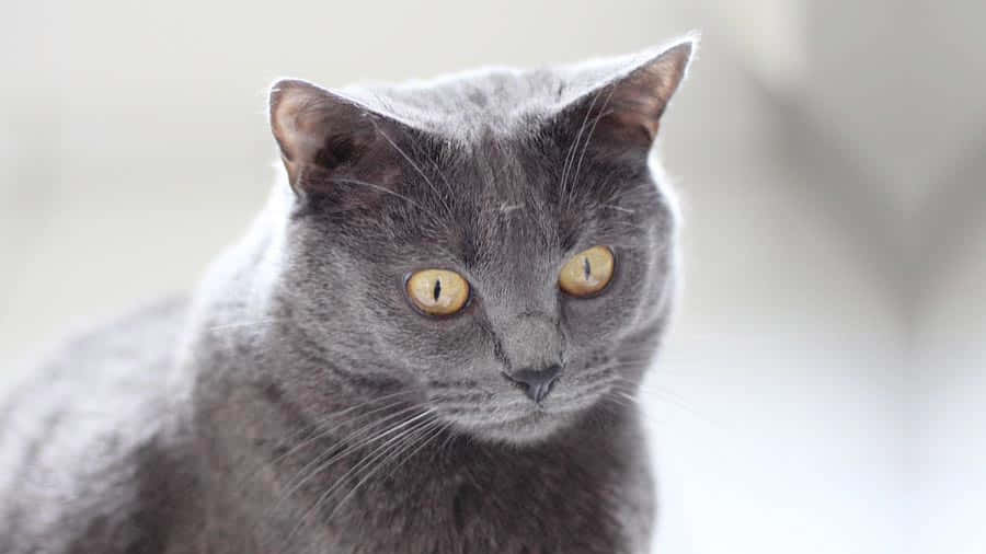 Majestic Chartreux Cat Relaxing In A Serene Setting Wallpaper