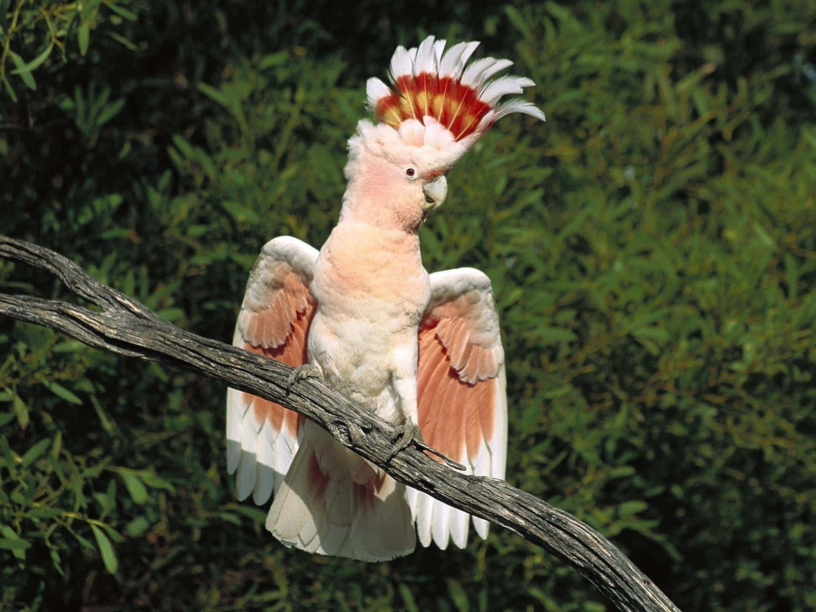 Majestic Cockatoo Spreading Wings Wallpaper