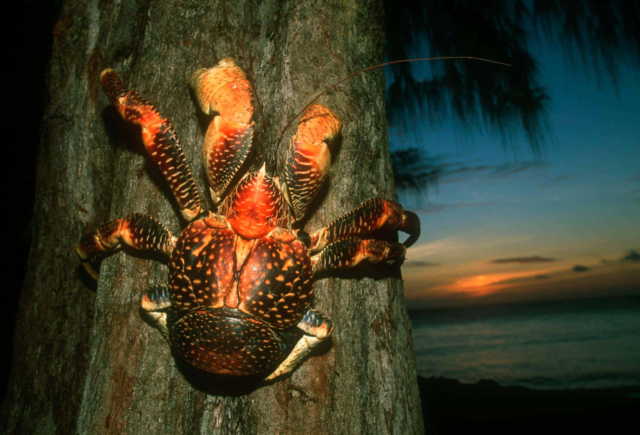 Majestic Coconut Crab Climbing A Tree Wallpaper