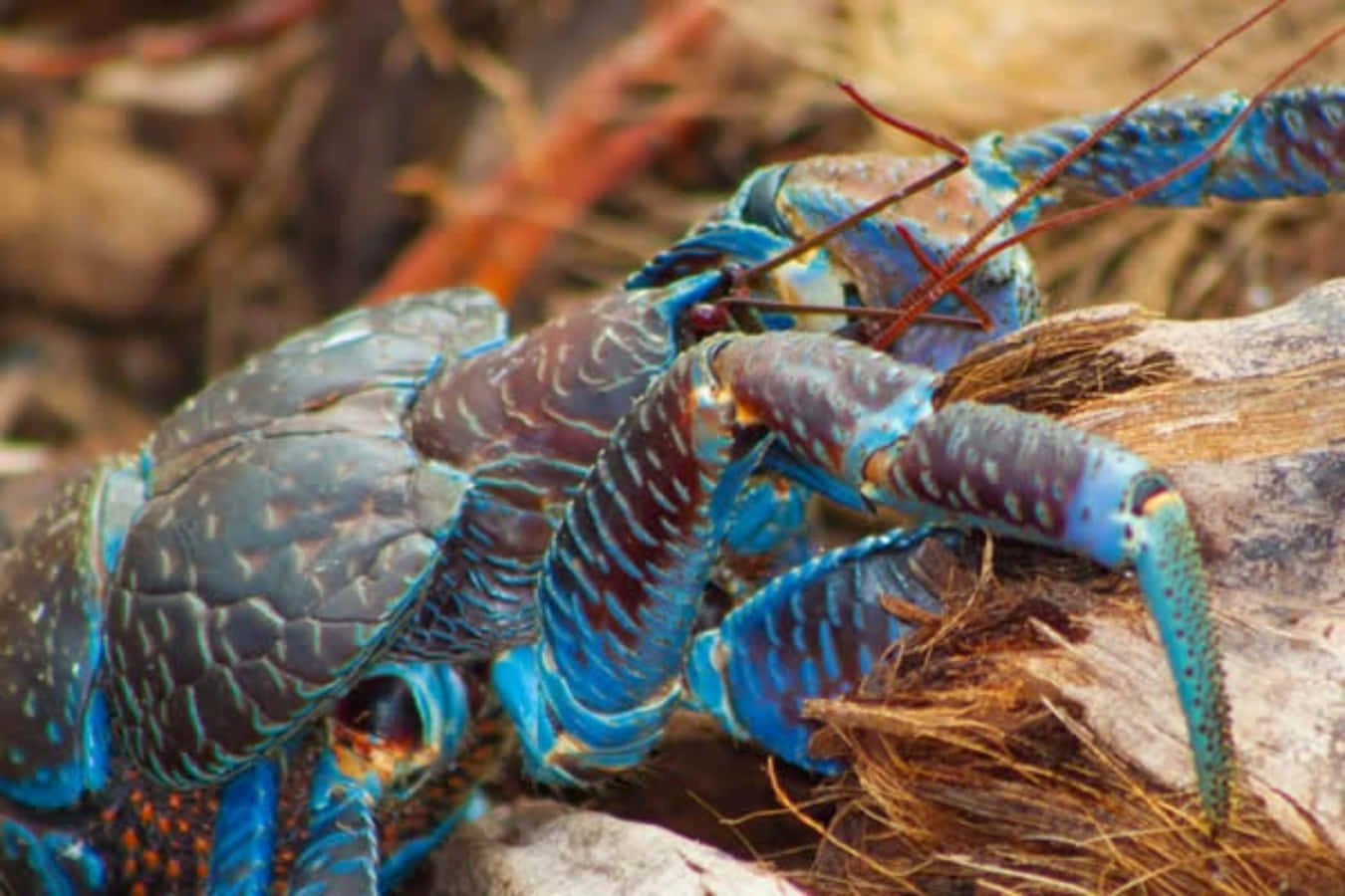 Majestic Coconut Crab In Its Natural Habitat Wallpaper