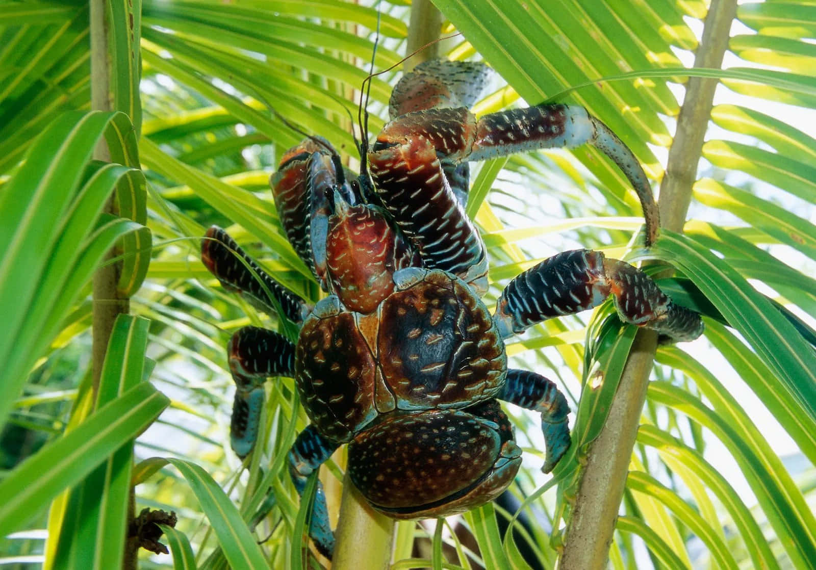 Majestic Coconut Crab In Natural Habitat Wallpaper