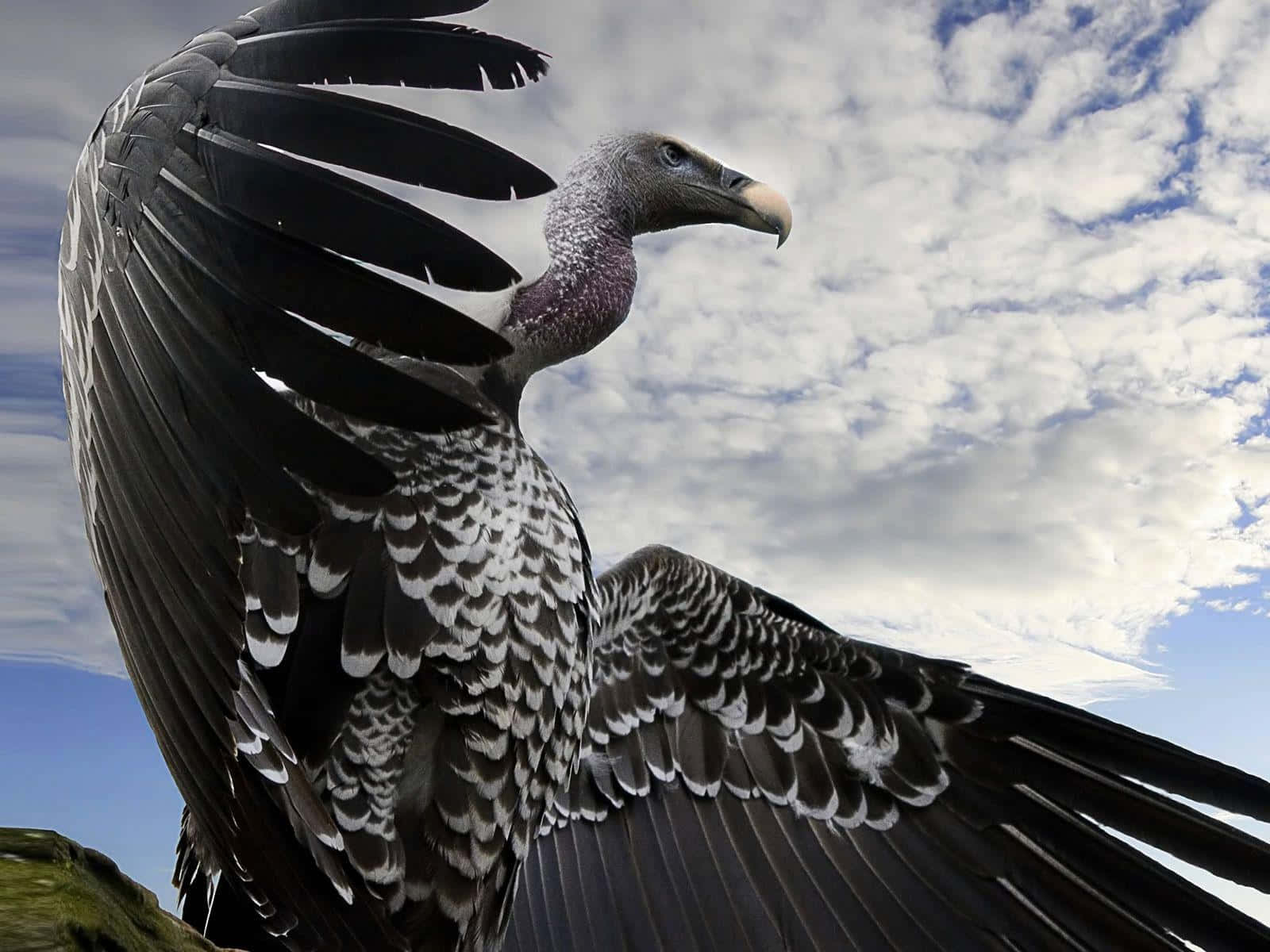 Majestic Condor Spread Wings Wallpaper