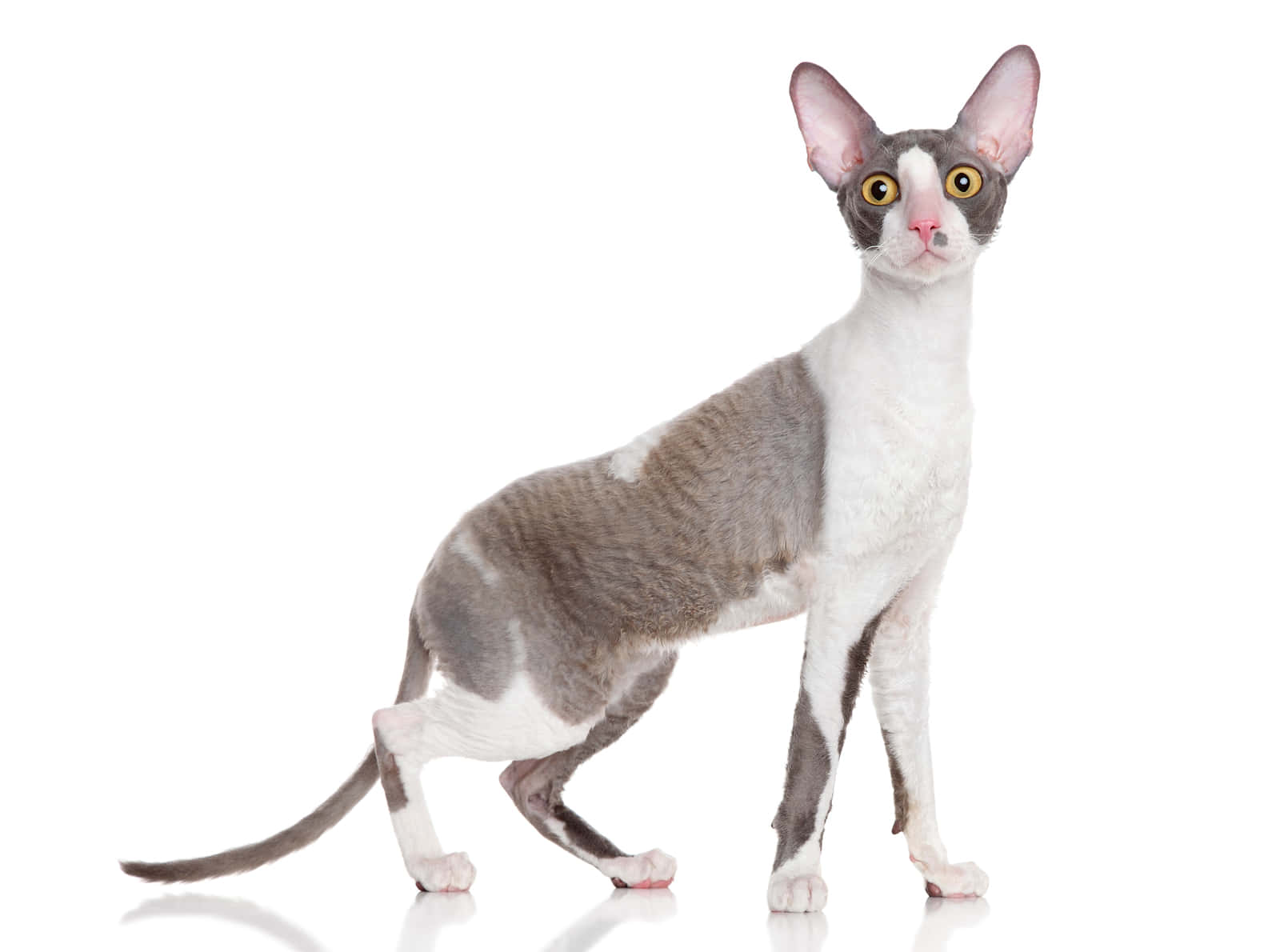 Majestic Cornish Rex Cat Lounging Wallpaper