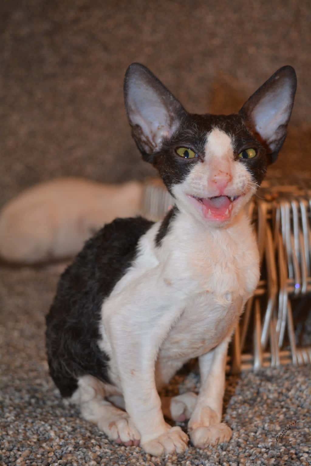 Majestic Cornish Rex Cat Wallpaper