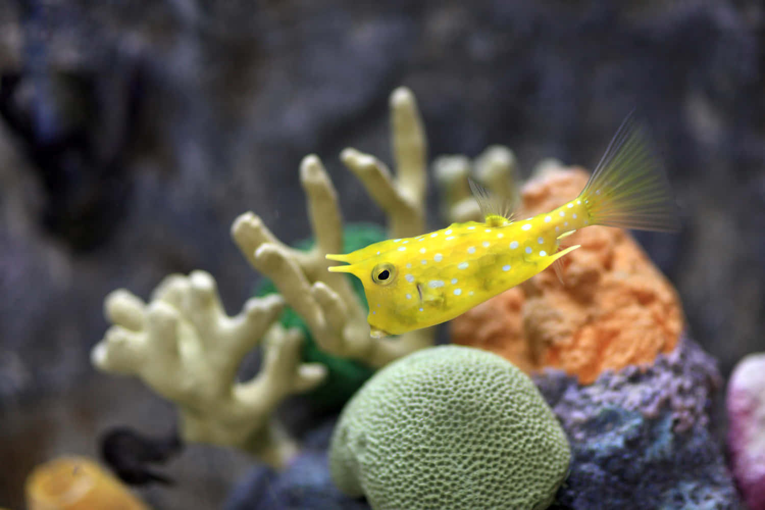 Majestic Cowfish Underwater Wallpaper