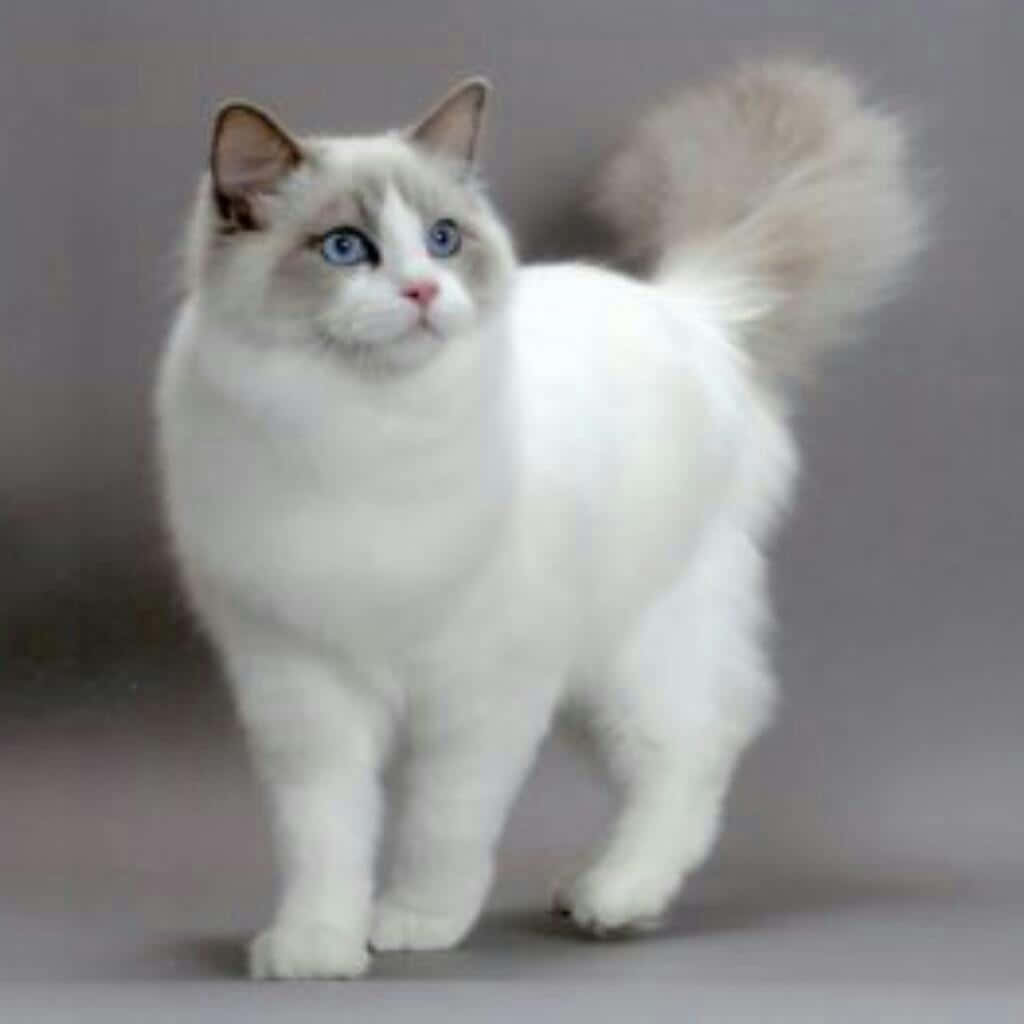 Majestic Cymric Cat Lounging On The Floor Wallpaper