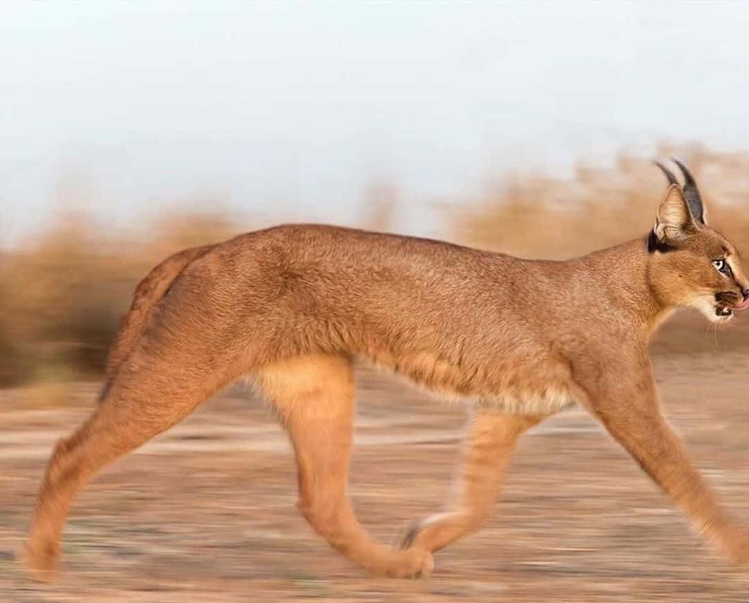 Majestic Desert Lynx In Its Natural Habitat Wallpaper